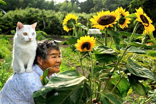 おばあちゃんと猫の愛らしいストーリー。心温まる、みさおとふくまる ? Grandmother and Her Cat -