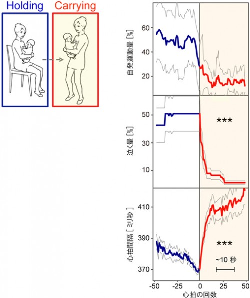 抱っこして歩くと赤ちゃんがリラックスする仕組みの一端を解明 －経験則を科学的に証明、子育ての新たな指針に－