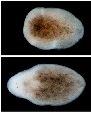 「再生できるプラナリア」と「再生できないプラナリア」の謎、解明される（京都大学）