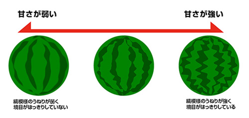 スイカに隠された４つのパワーで、キレイと元気を手に入れよう！