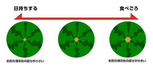 スイカに隠された４つのパワーで、キレイと元気を手に入れよう！