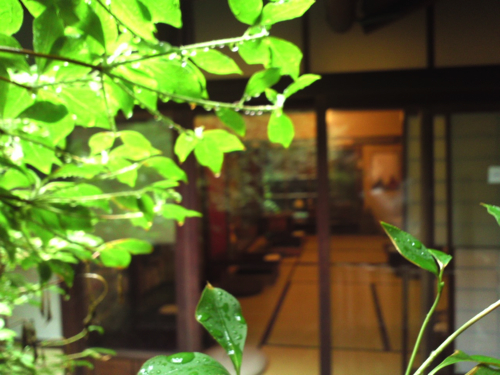 京都・ハイファイカフェ　雨の坪庭から店内をのぞむ