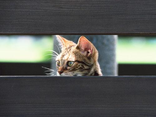 殺し屋のネコと絶滅危機にある鳥を共存させることはできるか