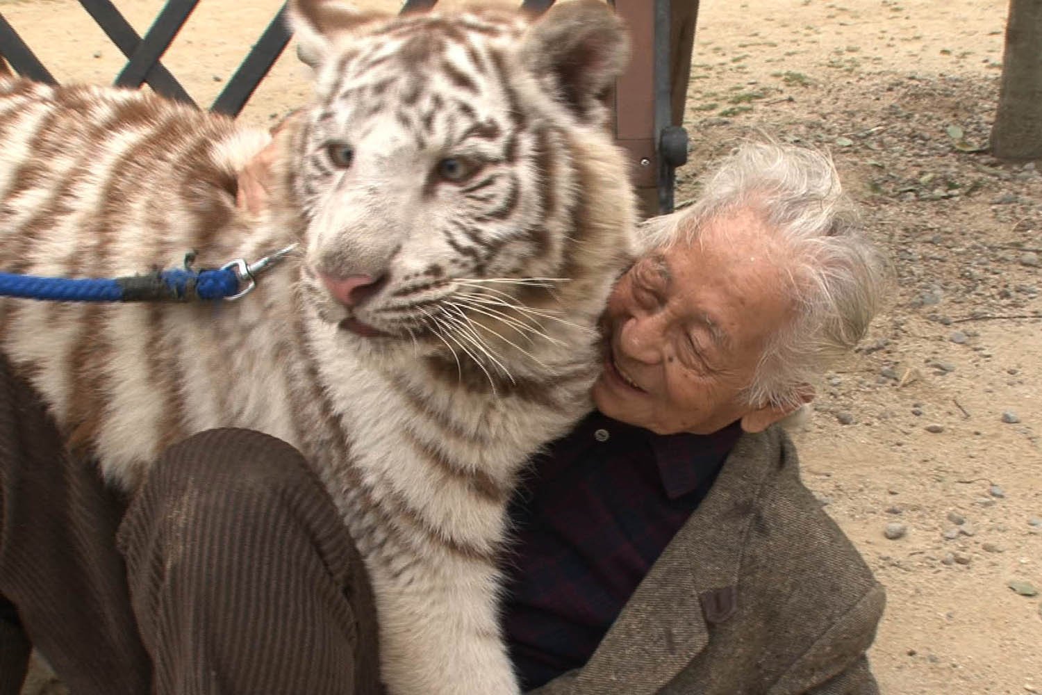 ムツゴロウさんが虎や白熊と戯れる衝撃映像の連続！ 『ムツゴロウのゆかいな動物図鑑』DVDリリース決定 ｜ ガジェット通信 GetNews