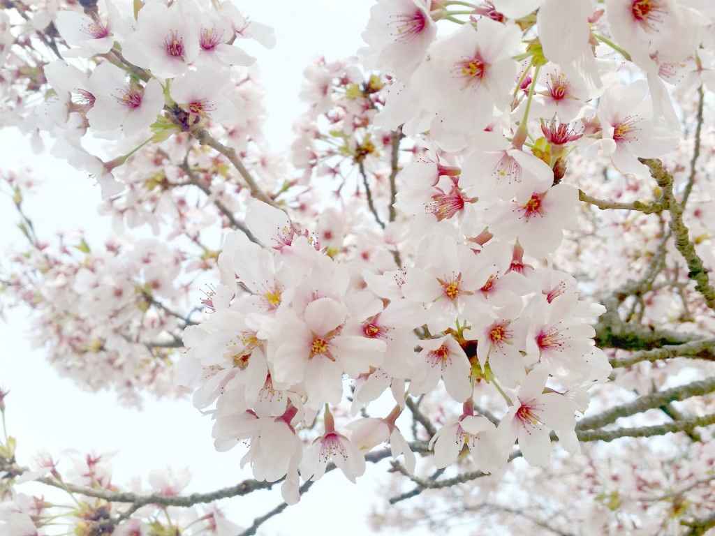 今からお花見の計画を 3連休には桜が開花 今月末には満開に 全国の予想開花日 最新情報 ガジェット通信 Getnews