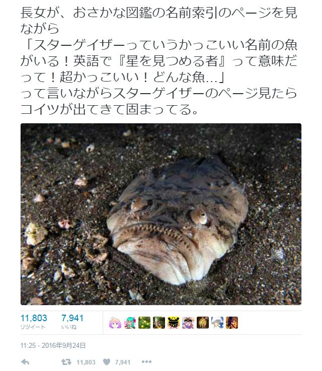 スターゲイザーっていうかっこいい名前の魚がいる お魚図鑑の写真に衝撃 Twitter で話題に ガジェット通信 Getnews