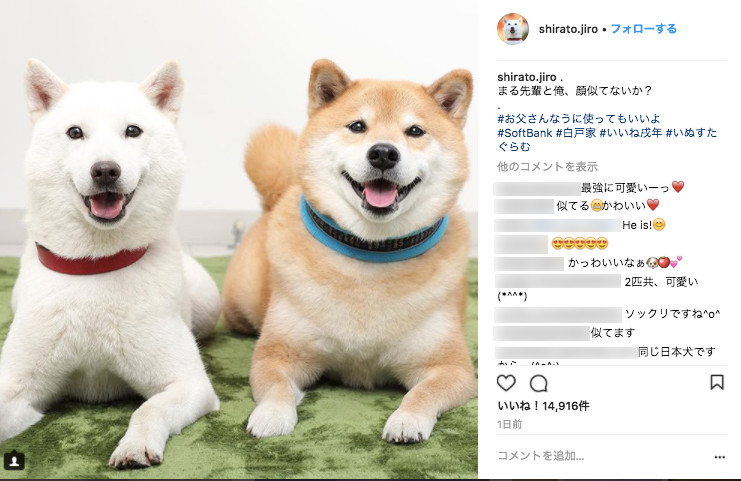 お父さん まるの 日本犬 コンビがかわいすぎるっ カメラ目線でにっこりスマイル ガジェット通信 Getnews