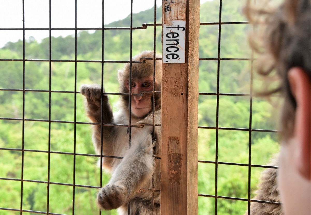 サルの楽園 ひたすら餌をもらう 嵐山モンキーパーク の猿たちが怠惰すぎる 動画 ガジェット通信 Getnews