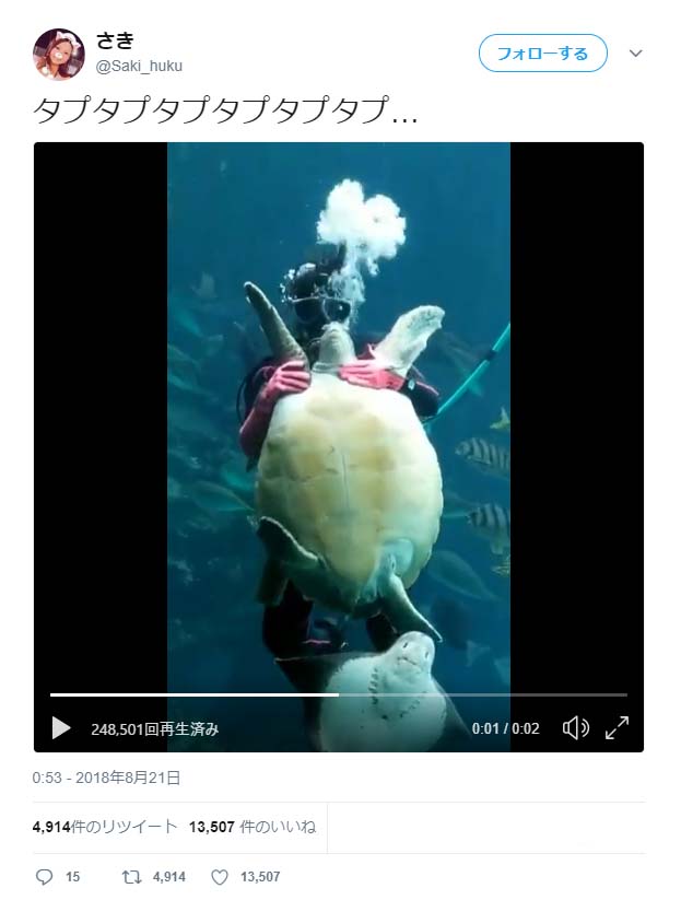 ウミガメをタプタプタプタプタプタプする動画がすごい 安西先生ーー タプタプしてみたい ガジェット通信 Getnews
