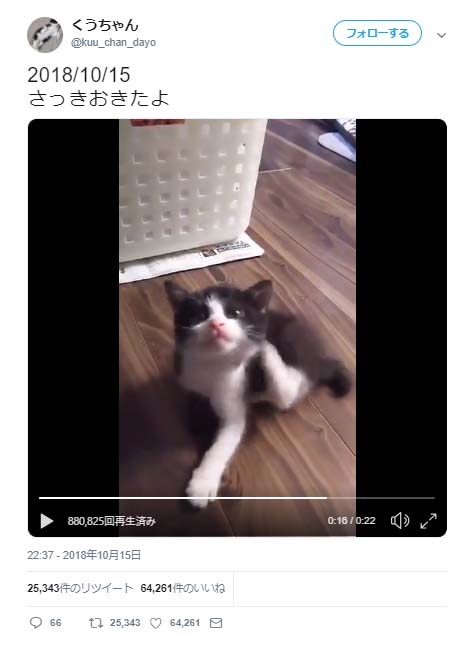 子猫が首を ポリポリ しながら転がる動画ツイートに反響 こてん となった瞬間が可愛すぎ ガジェット通信 Getnews