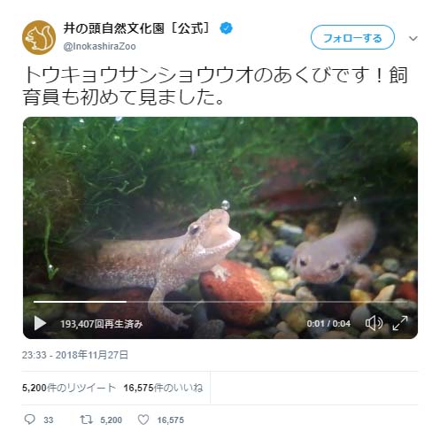 井の頭自然文化園 トウキョウサンショウウオ のあくびが話題に こちらも眠たくなりました あぶくが プクン ガジェット通信 Getnews