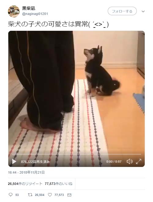 柴犬の子犬が オスワリ をすると後ずさってしまう動画が話題に 仕事休憩中に癒されました 悶絶のかわいさ ガジェット通信 Getnews