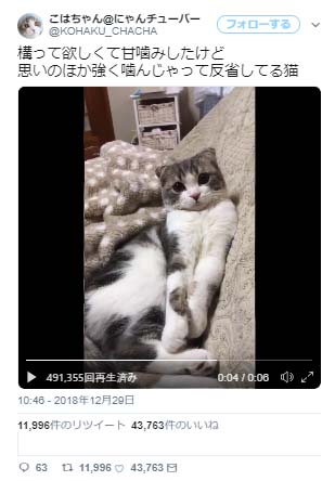 反省してる猫の動画に 噛んだの自分なのにシュンッてしてる ありゃま の声 ガジェット通信 Getnews