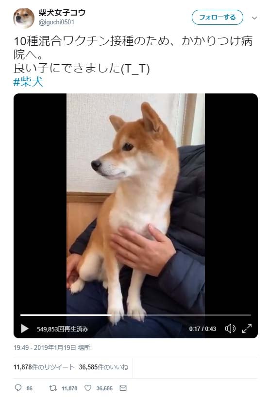 病院で物凄く震える柴犬の動画ツイートが反響 ペットをマナーモードにする 飼い主さんの鑑ですね ぶるぶるだーーー ガジェット通信 Getnews