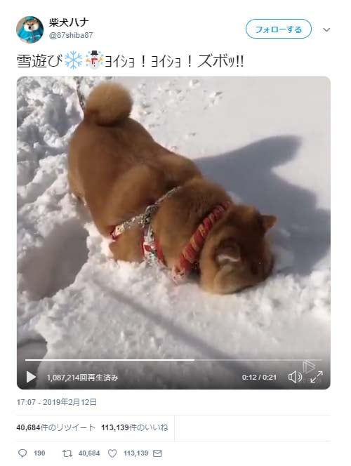 柴犬が雪遊びではしゃいだ結果 鼻ズボ が良いですね 顔つっこむとこ好き ガジェット通信 Getnews