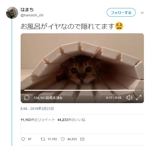 お風呂がイヤなので隠れている猫の動画に そこはお風呂 お風呂に隠れるとは ツッコミの声 ガジェット通信 Getnews