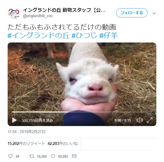 羊が もふもふ されている動画ツイートが反響 アゴのもふもふがモフモフなんですよね 羊のこの角度見たことない ガジェット通信 Getnews
