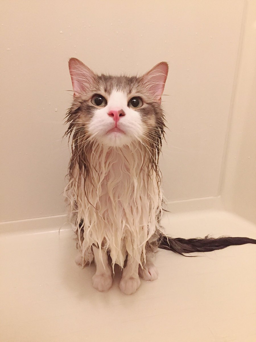 猫がお風呂に入れられた結果 中身はこんなに細いのか ハリセンボンみたい ガジェット通信 Getnews