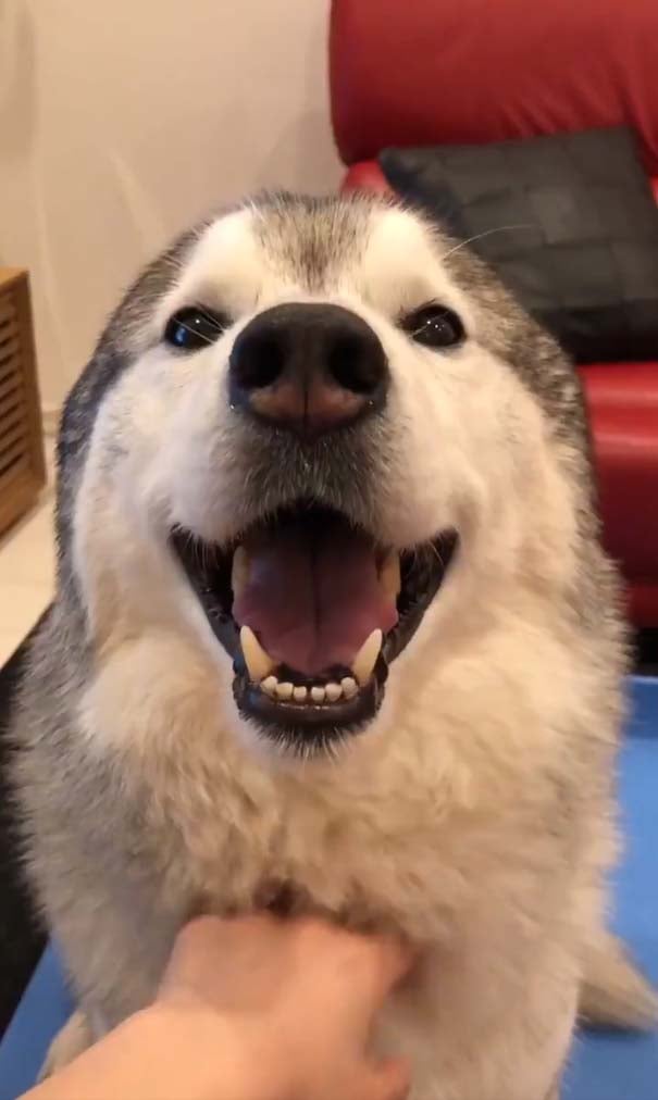 シベリアンハスキー犬が撫でられた結果 耳が消滅してしまう 笑顔のアザラシ It News
