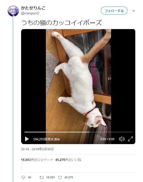 うちの猫のカッコイイポーズ 足を伸ばす猫動画が話題に ナゾの後ろ足 シッポピーン ガジェット通信 Getnews
