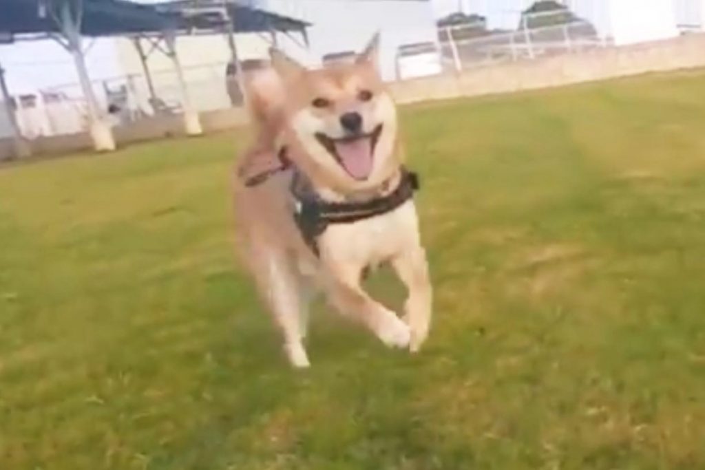 柴犬が嬉しそうな表情をして走る動画に 見てるこっちまで嬉しくなる