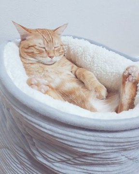 猫がニトリで買ったベッドでくつろいだ結果 お風呂でそのまま寝ちゃった子みたいになる ガジェット通信 Getnews