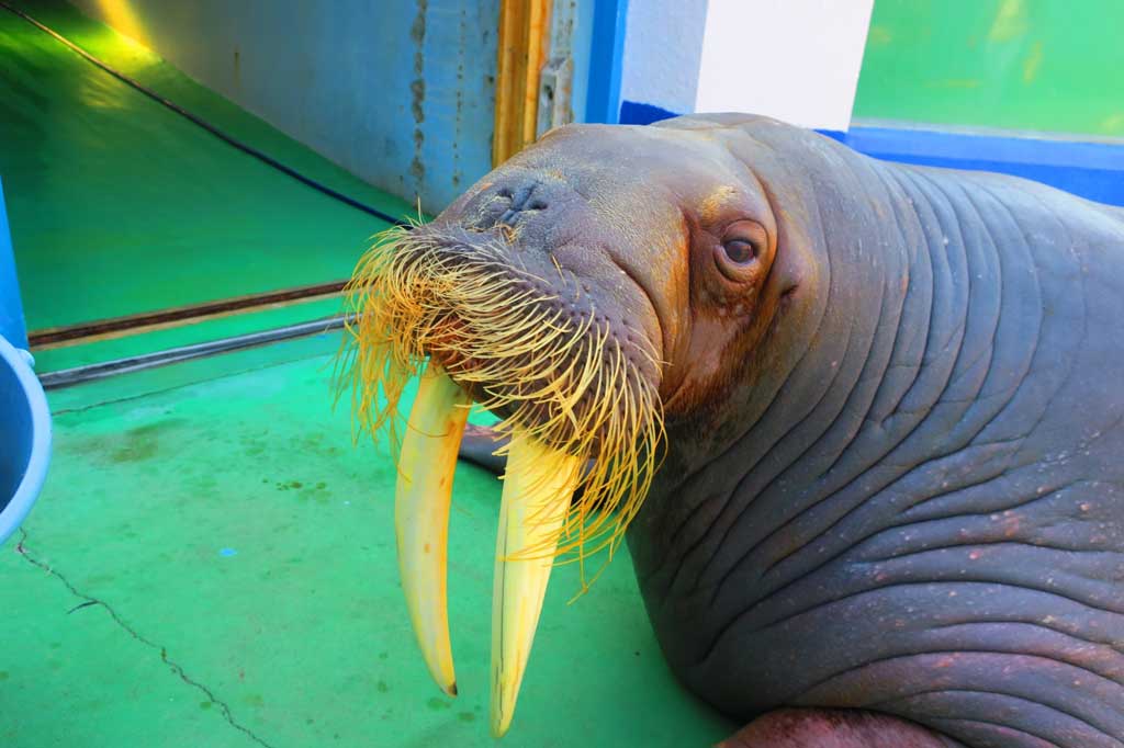 高知県立のいち動物公園 と 沖縄美ら海水族館 が1位に 口コミで人気の日本の動物園 水族館ランキングをトリップアドバイザーが発表 ガジェット通信 Getnews