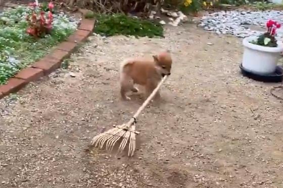 柴犬の子犬が庭掃除する動画がネットで反響 可愛い庭師ですねえ お