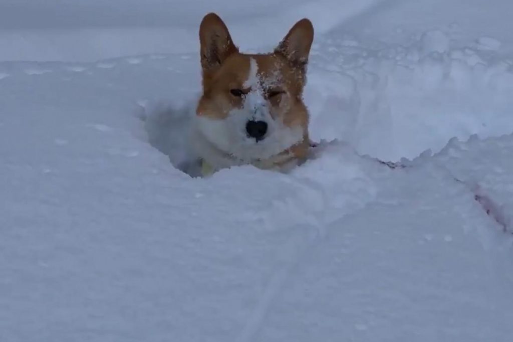 コーギー犬が 雪に飛び込んだら深すぎて心が折れた 哀愁漂う表情が話題に ガジェット通信 Getnews