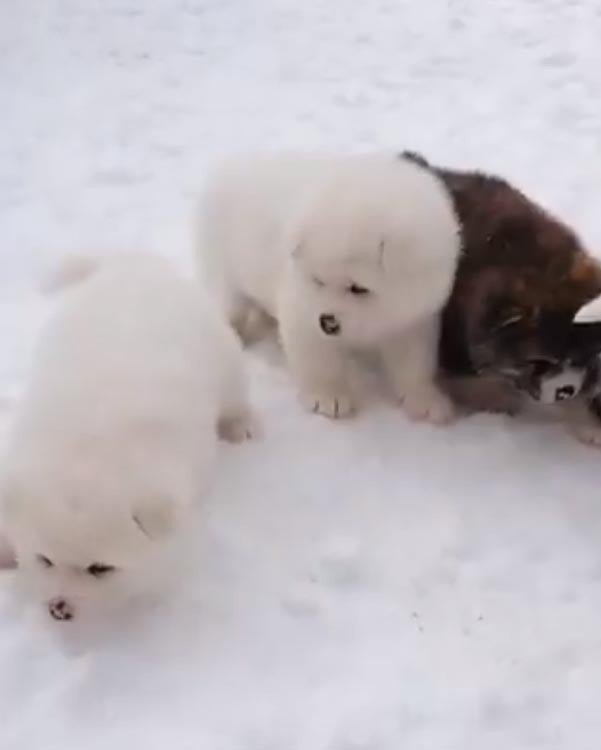 秋田犬の仔犬が雪の上で初お散歩 動画ツイートに シロクマちゃんみたい なんという可愛さ の声 ガジェット通信 Getnews