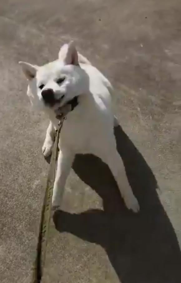 白い柴犬が 全力フルパワーのイヤイヤ を見せる 動画ツイートに 鮮魚のようだ 激しい荒ぶり の声 ガジェット通信 Getnews