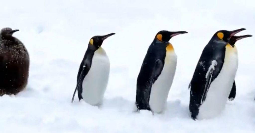 キングペンギンの赤ちゃんは何位だったでしょう 見ていて癒される旭山動物園のペンギン散歩 ガジェット通信 Getnews