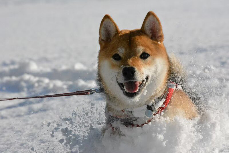 柴犬が雪の中で駆け回った結果 埋まってる ワフワフ ッ ガジェット通信 Getnews