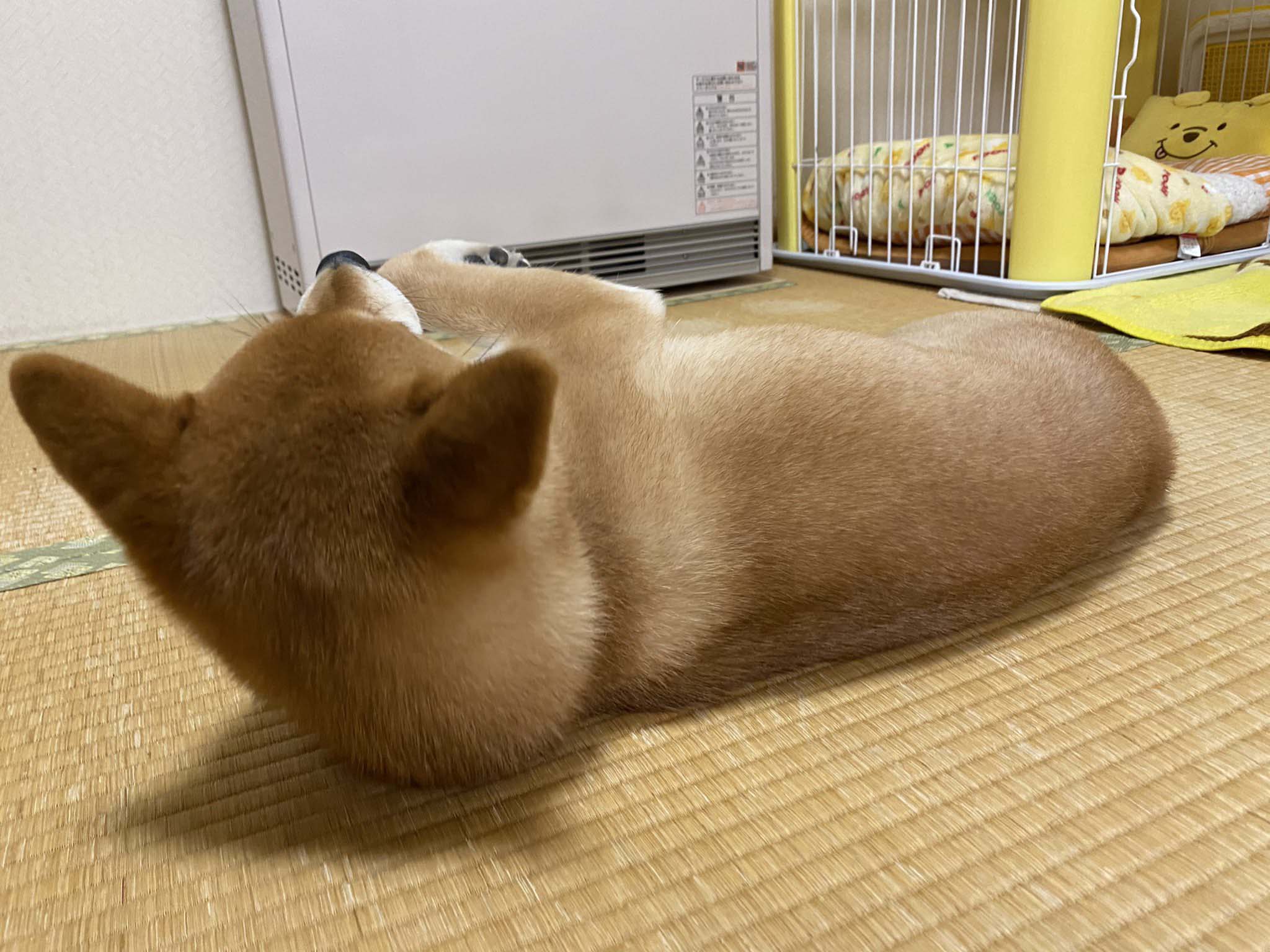 柴犬の 後ろ姿 を撮ろうとした結果 ばっちりカメラ目線 犬あるあるですね ガジェット通信 Getnews