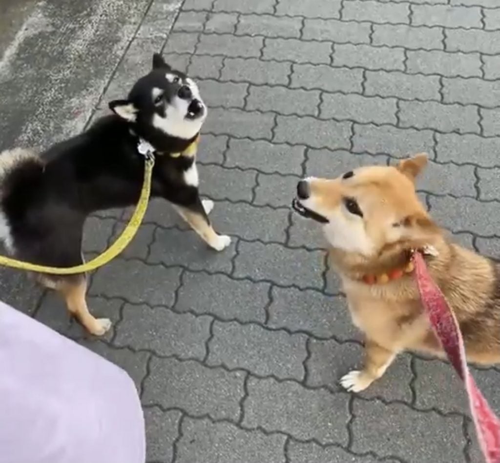 柴犬が遠吠えを伸ばせない動画「あうあうあうあうぅ～！」「かわいい遠吠え」 笑うメディア クレイジー