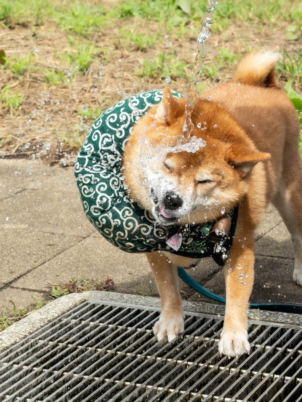 豪快すぎる！ 柴犬の大胆な水分補給に注目