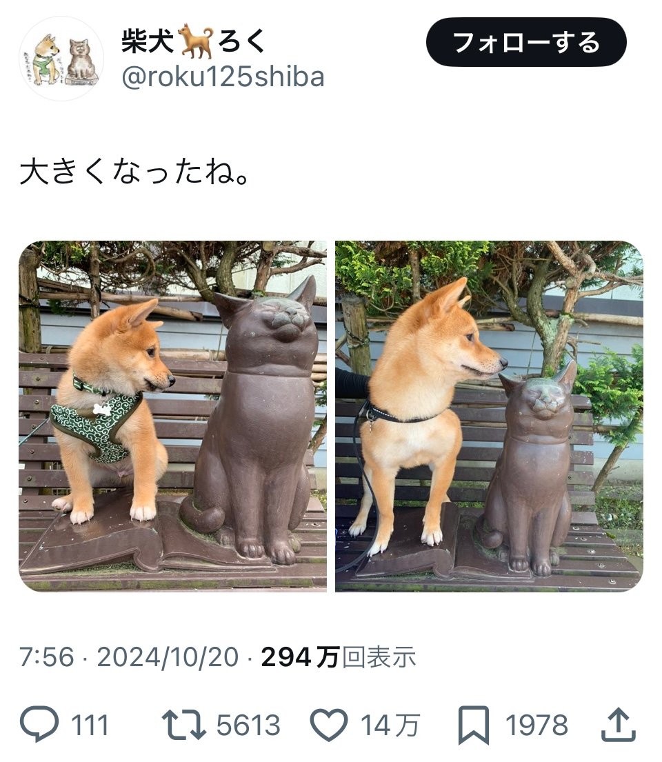 「大きくなったね！」 柴犬の劇的なビフォーアフター写真にほっこり