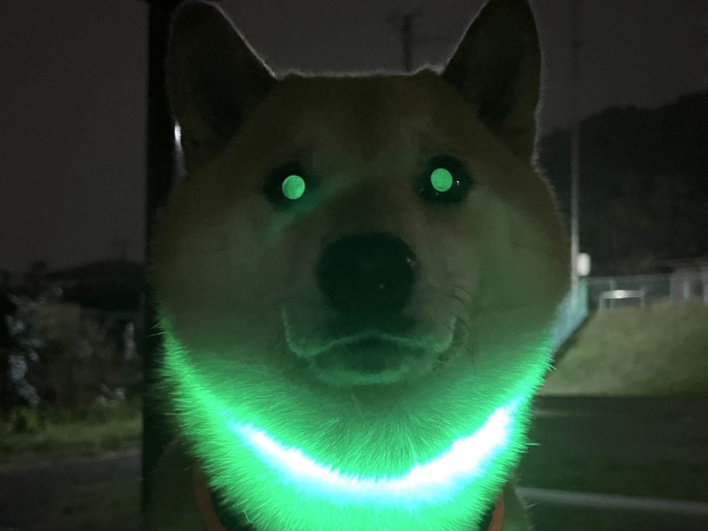 まるでRPGのラスボス？  夜道で光る帰りたくない柴犬