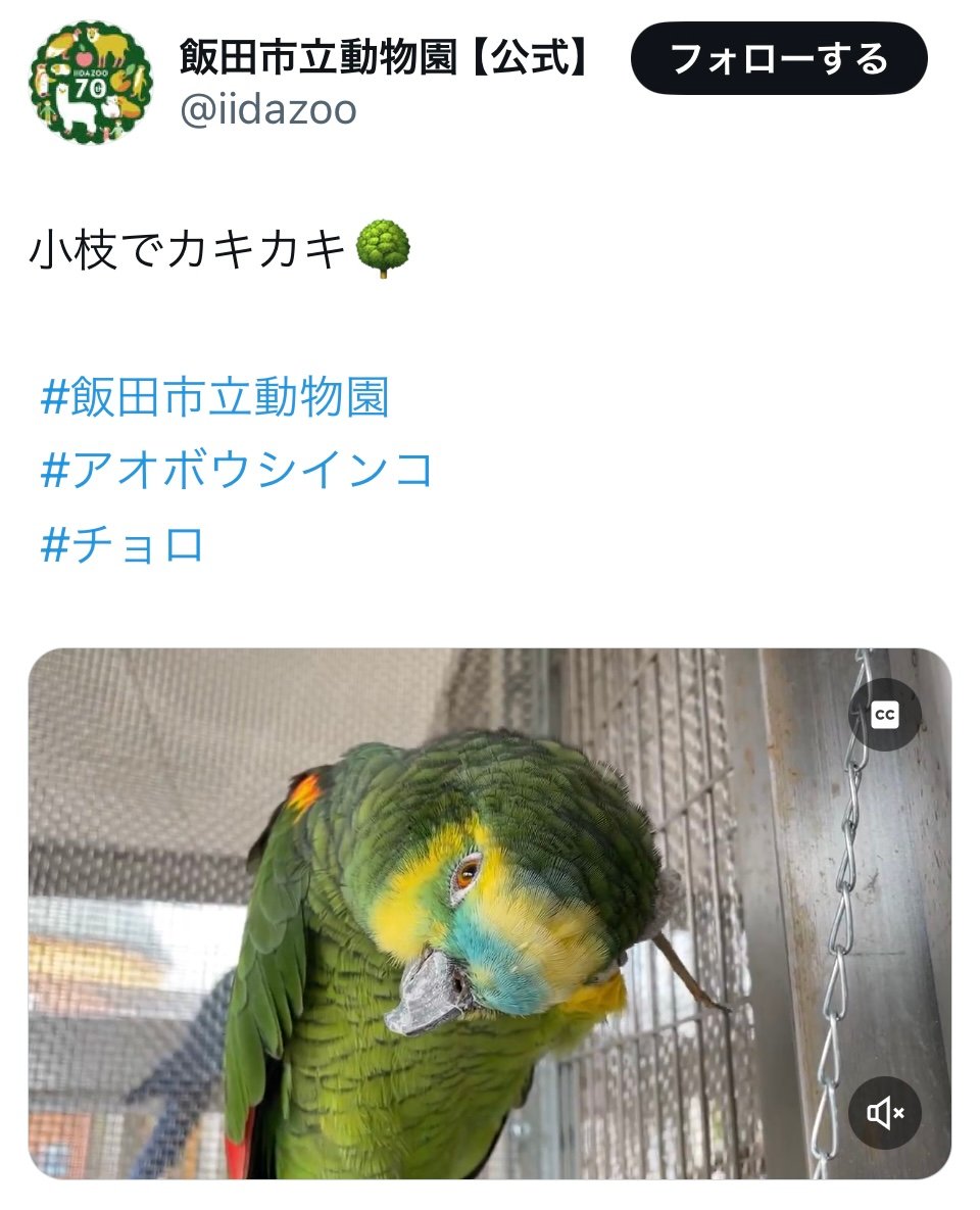 小枝でカキカキ！インコの器用すぎるお手入れ姿に注目