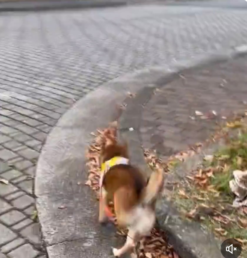 柴犬流の歩道への乗り方「コーナーを攻めてますね」「ドリフトしてる（笑）」