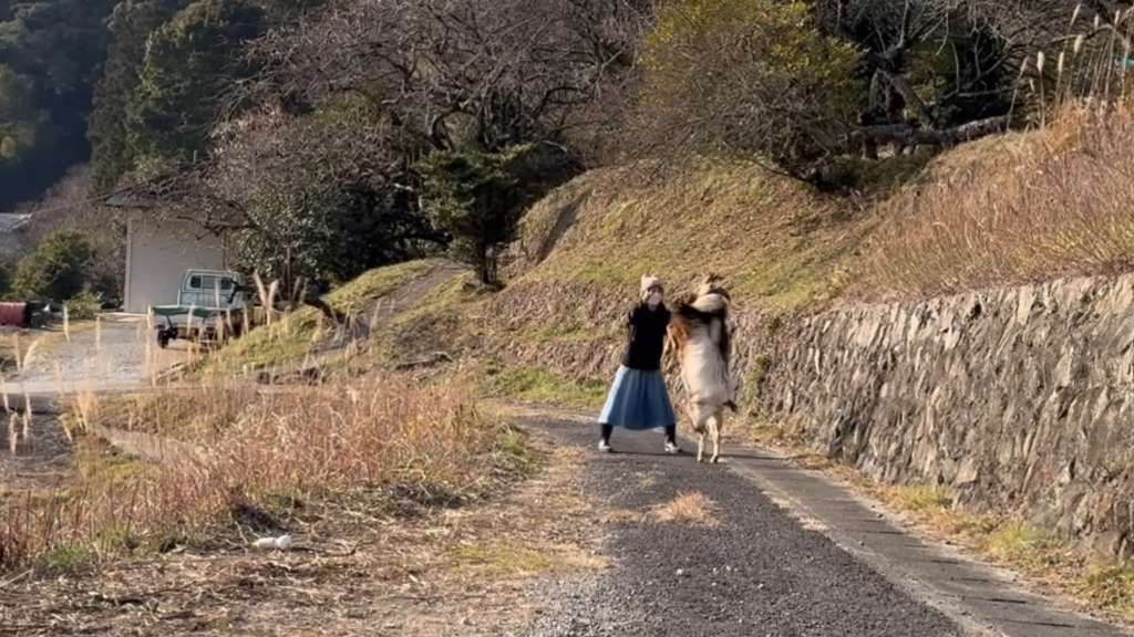 ヤギと猫と人間が登場！ 田舎暮らしの記録『くまの里山日記』を紹介！ チャンネルウォッチ 5/14号