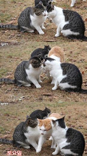 韓国語をしゃべる猫 や ネズミに強烈パンチする猫 など 話題の猫画像３つ ガジェット通信 Getnews