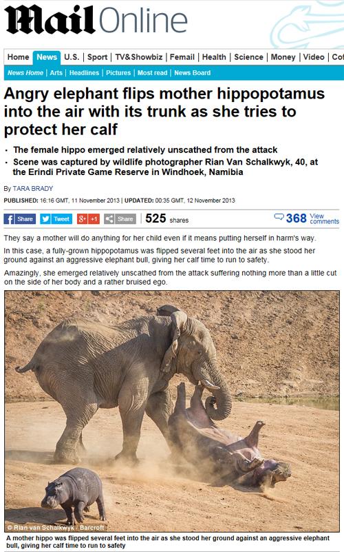 ゾウ対カバ 陸上最強生物はどっち その答えを捉えた決定的瞬間 ガジェット通信 Getnews
