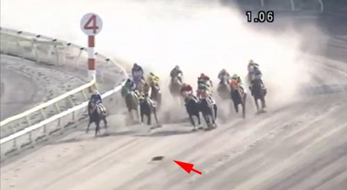 大井競馬場のレース中に馬の前を猫が横切る珍事 ガジェット通信 Getnews