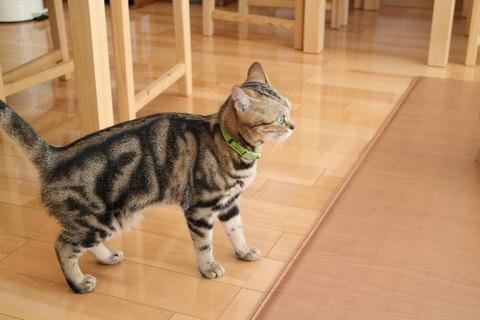 Canon Eos Mで撮った渋谷の猫カフェ ハピ猫 の猫ちゃん画像 1 ガジェット通信 Getnews