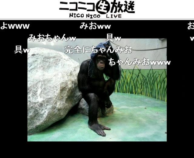 声優の相沢舞さん アニメ 日常 長野原みお の声でチンパンジーにアテレコ ガジェット通信 Getnews