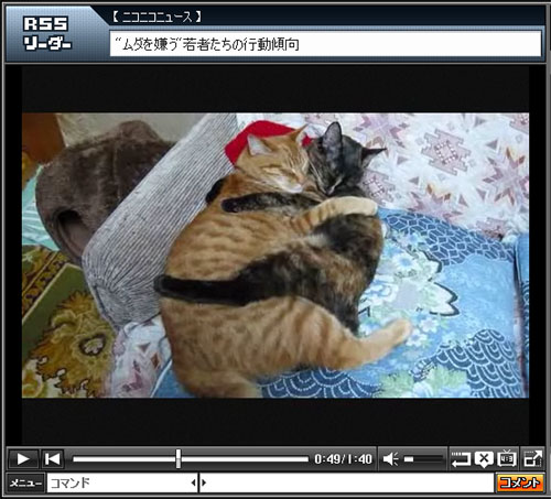 いつも抱き合いながら眠る猫 ガジェット通信 Getnews