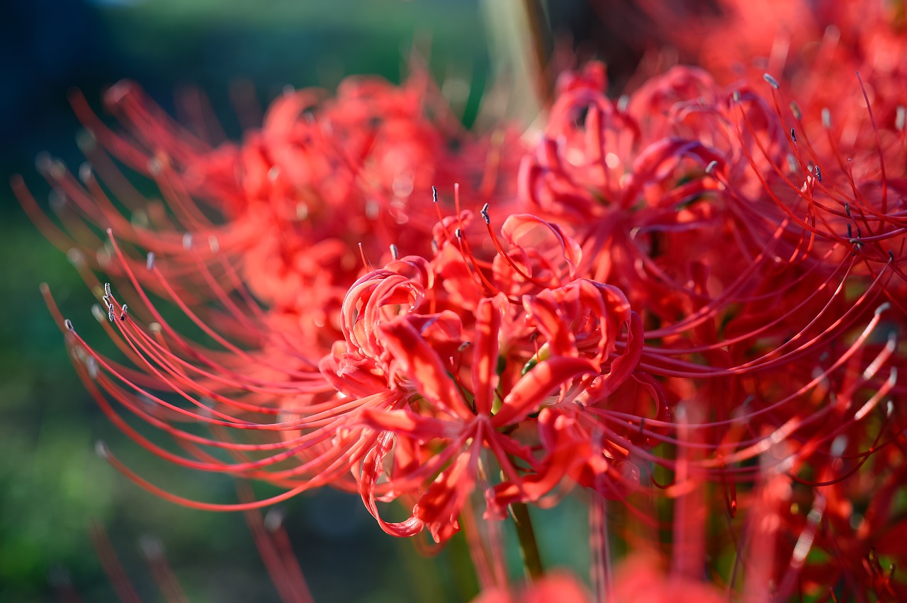 リコリスとはどんな花？花言葉は何？お菓子にも使われるリコリスとの関係は？