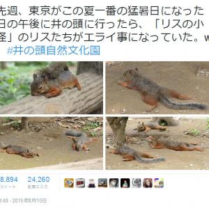 連日の猛暑でリスも大変 井の頭自然文化園で リスたちがエライ事になっていた 画像が話題に ガジェット通信 Getnews