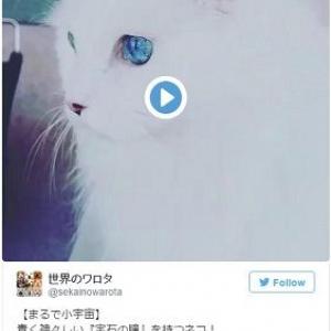 この猫 バロン 耳をすませば だよね ガジェット通信 Getnews